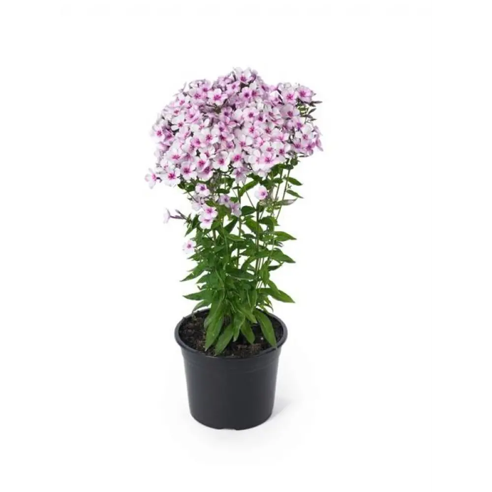 Флокс метельчатый микс ø12 h15 см 89465629 STLM-2160419 АГРОНИ 
