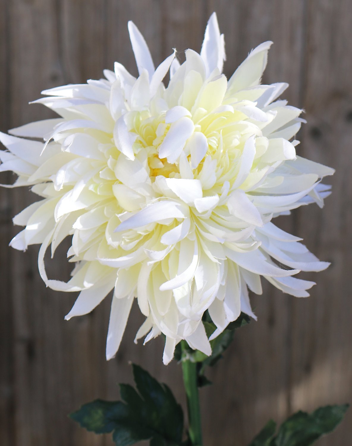 3411 778 a3 Хризантема пластиковая, 62 см, бежево-белая H-andreas  - Вид №1