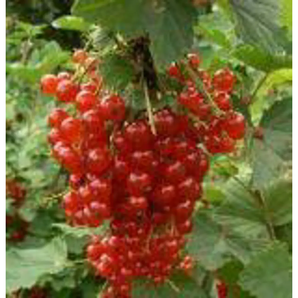 Смородина красная Ролан ø6 h40 см Santreyd STLM-2028068