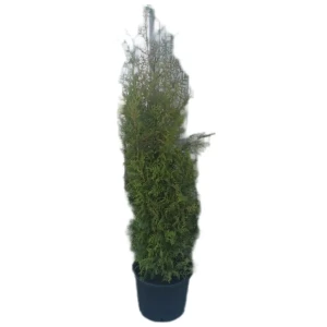 Туя западная Брабант ø35 h180 см 84722191 STLM-2188042
