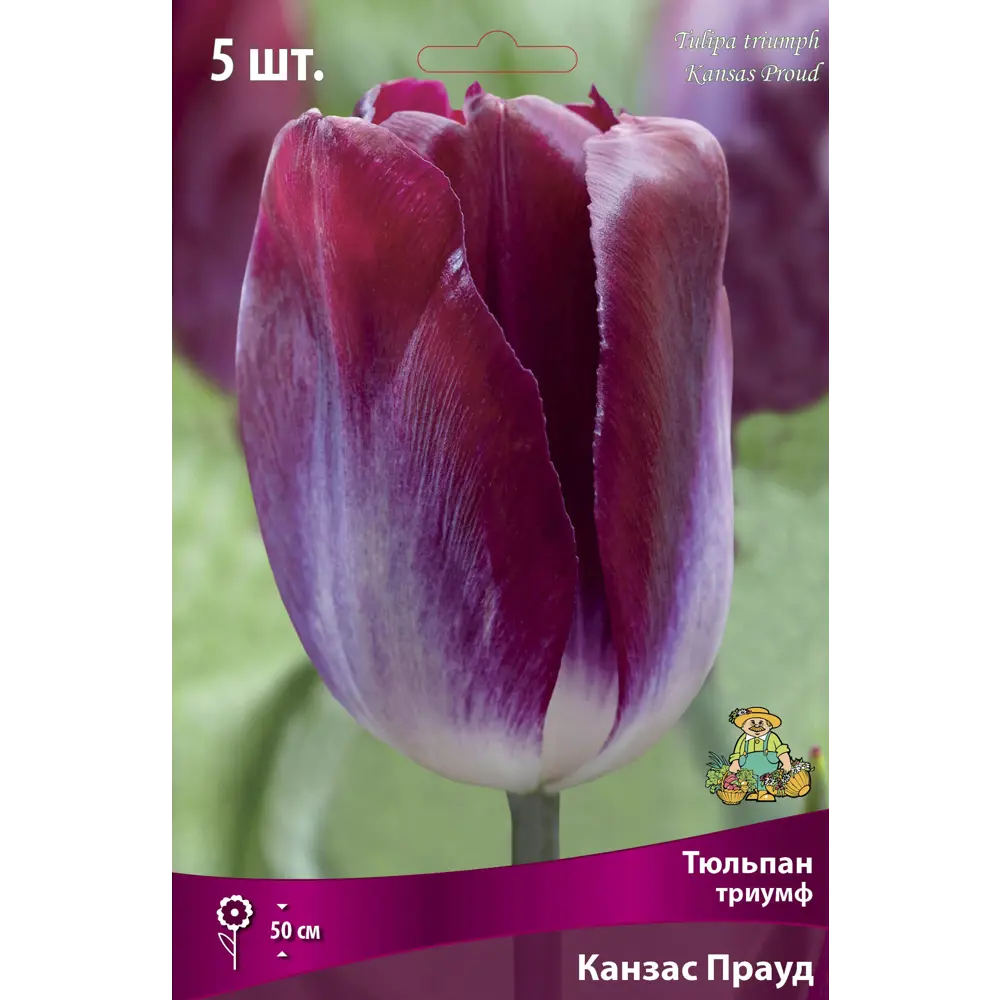 Тюльпан Триумф Канзас прауд луковица 12/14, 5 шт. 88294824 STLM-2124051 Santreyd 