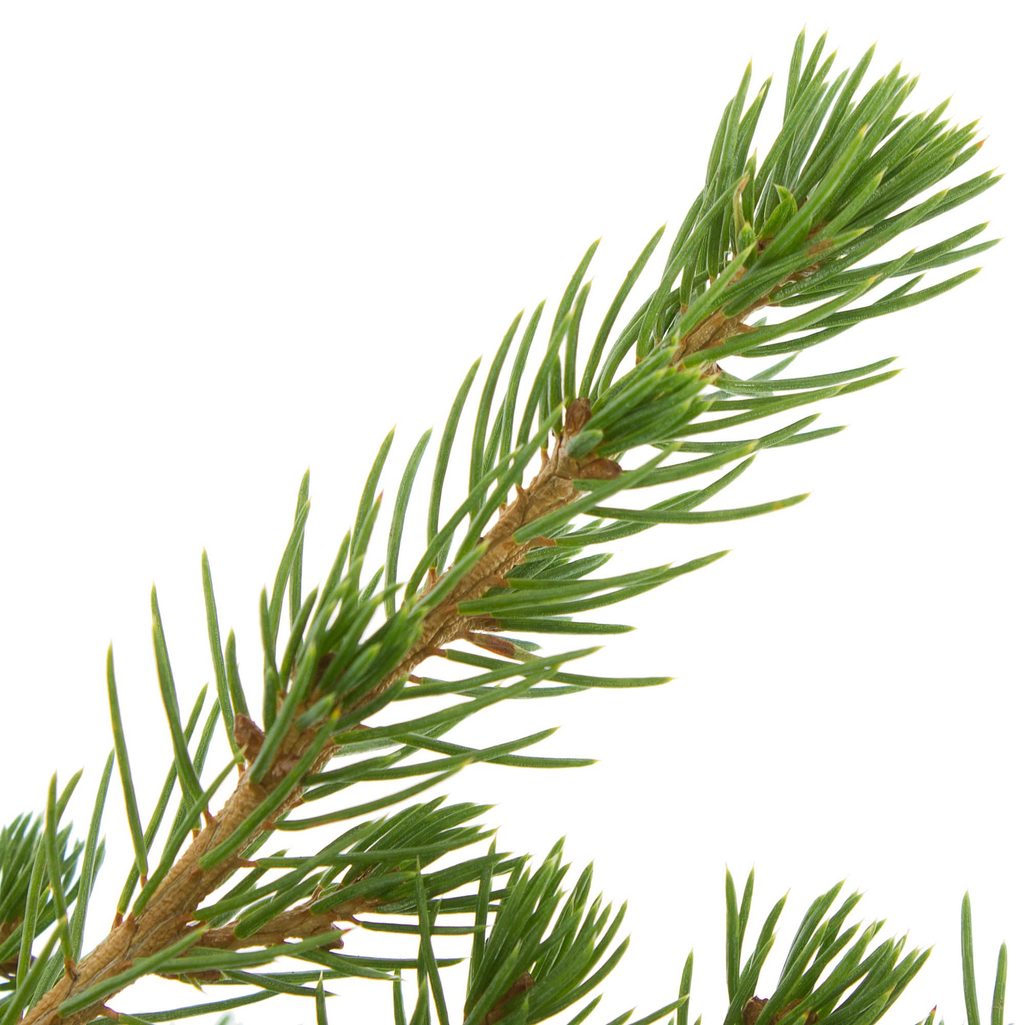 17273312 Ель живая «Глауконика», 13х50 см Santreyd  - Вид №1