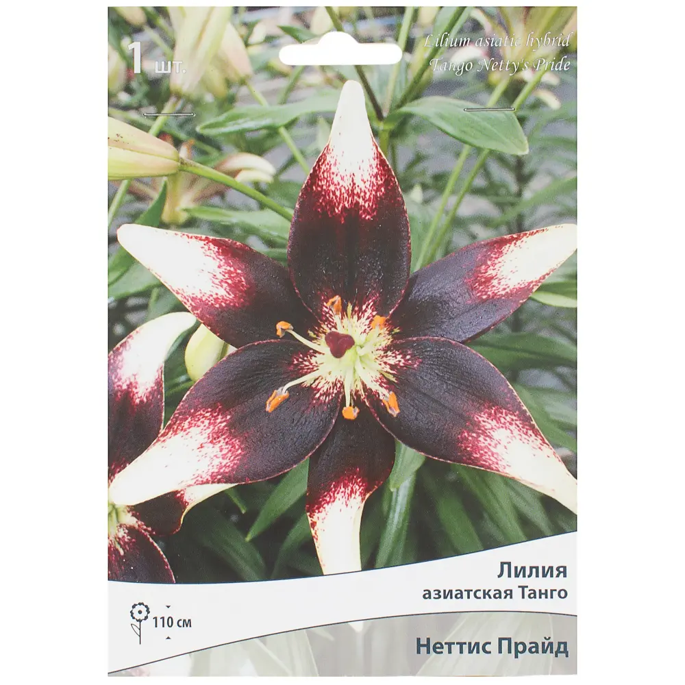 Лилия азиатская Танго «Неттис Прайд» 81945461 STLM-2207662 Santreyd 