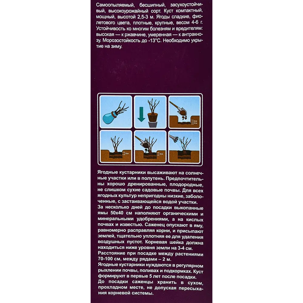Ежевика микс туба h36 см 89353014 STLM-2158491 Santreyd  - Вид №2