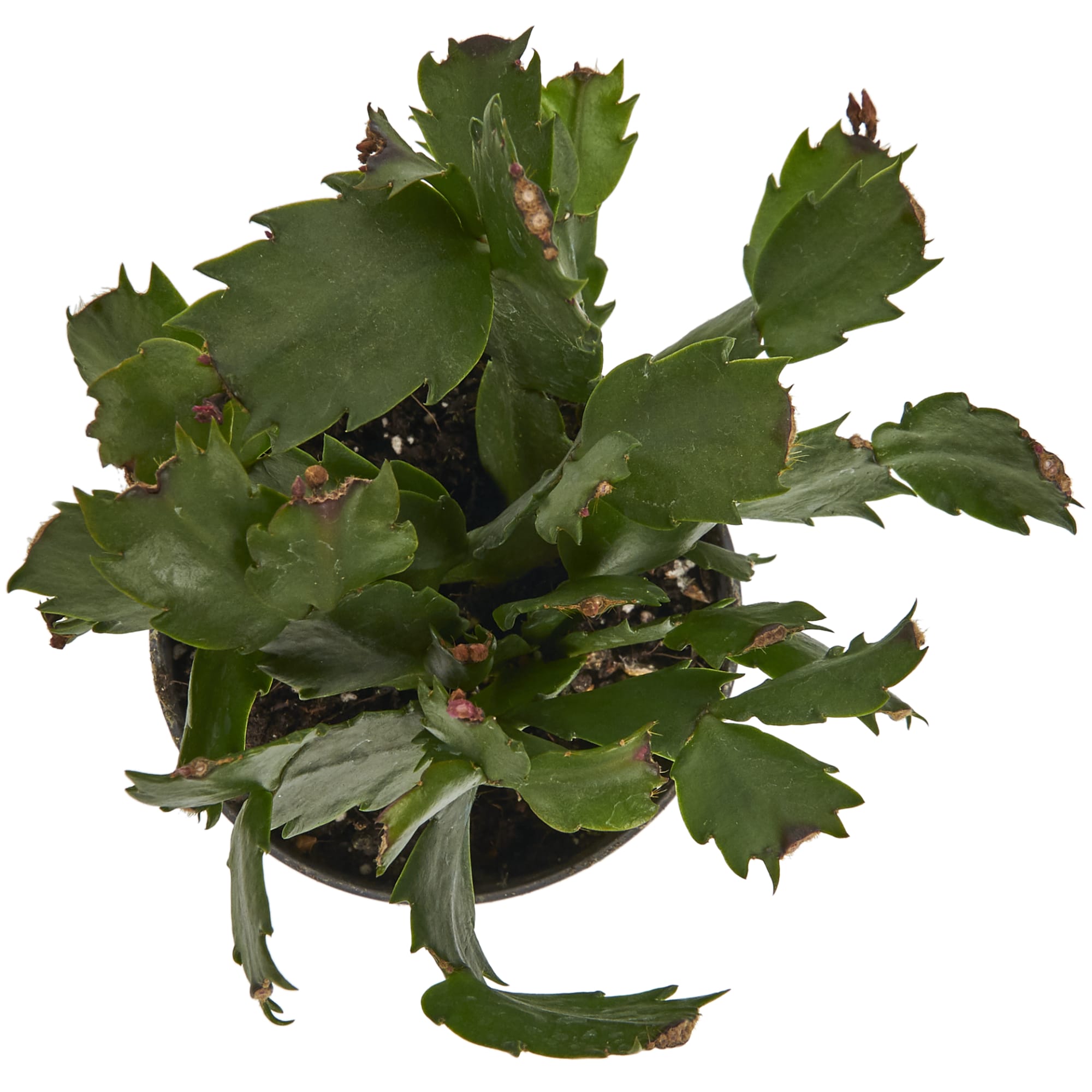 82399783 Шлюмбергера 10.5x22 см Santreyd  - Вид №1