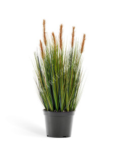 20.1040SB Трава Осока куст с коричневыми султанами Цветочная коллекция