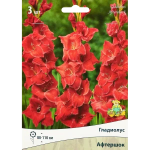 Гладиолус крупноцветковый Афтершок, 3 шт. 89351780 STLM-2064708