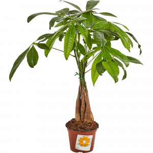 82850371 Пахира 12х45 см