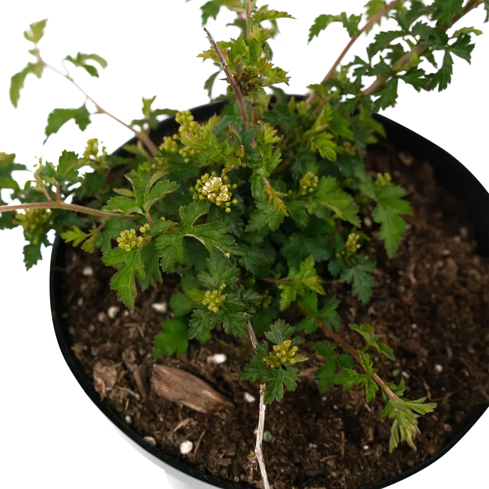 Стефанандра Crispa 20-30 см 84841643 STLM-2077457 Santreyd  - Вид №3
