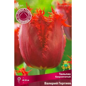 Тюльпан бахроматчый Валерий Гергие, 5 шт 85205607 STLM-2035528