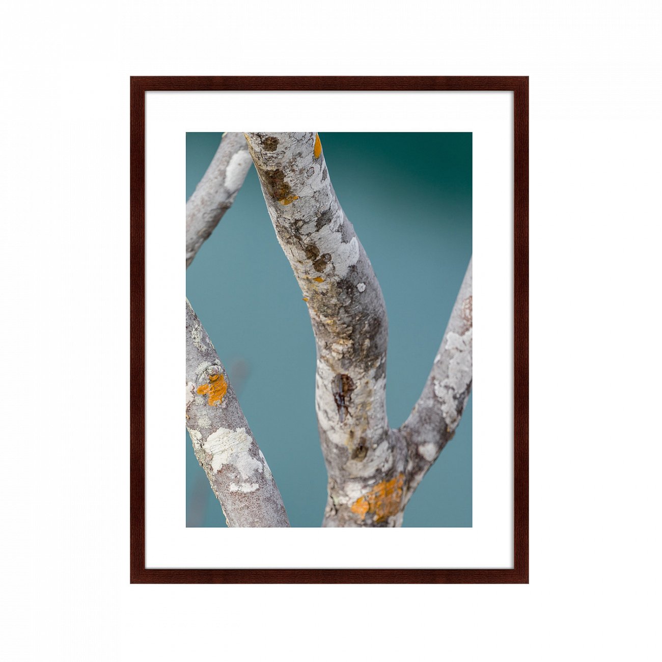 Фотокартина в раме 78,5х100 см Trees on the Galapagos Islands, Ecuador No3 КАРТИНЫ В КВАРТИРУ  264887 Голубой;серый;разноцветный  - Вид №1