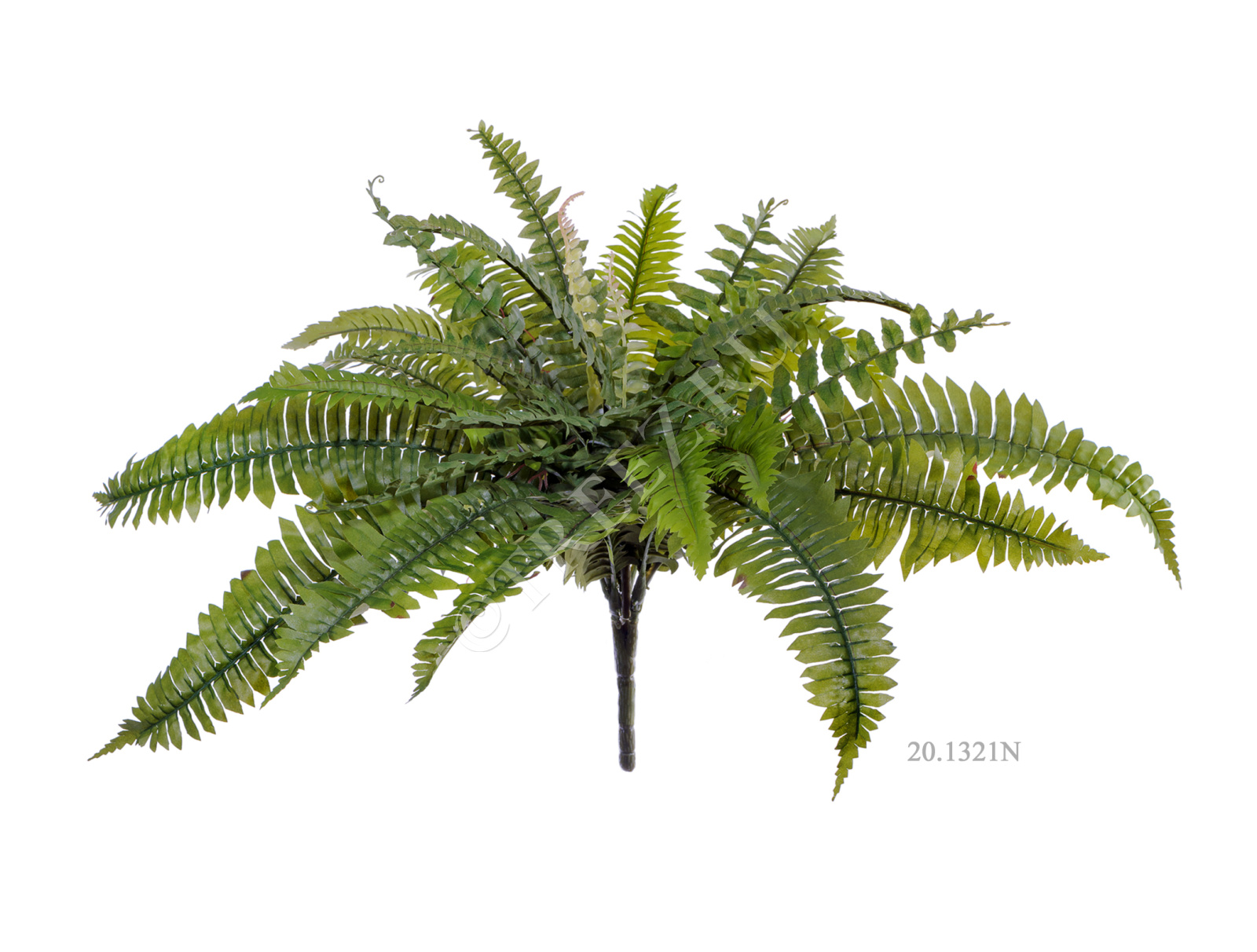 20.1321N Папоротник Бостон Цветочная коллекция  - Вид №2