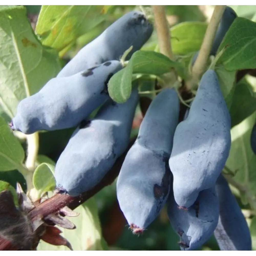 Жимолость плодовая Пушкинская в тубе Santreyd STLM-2071757 - Вид №1