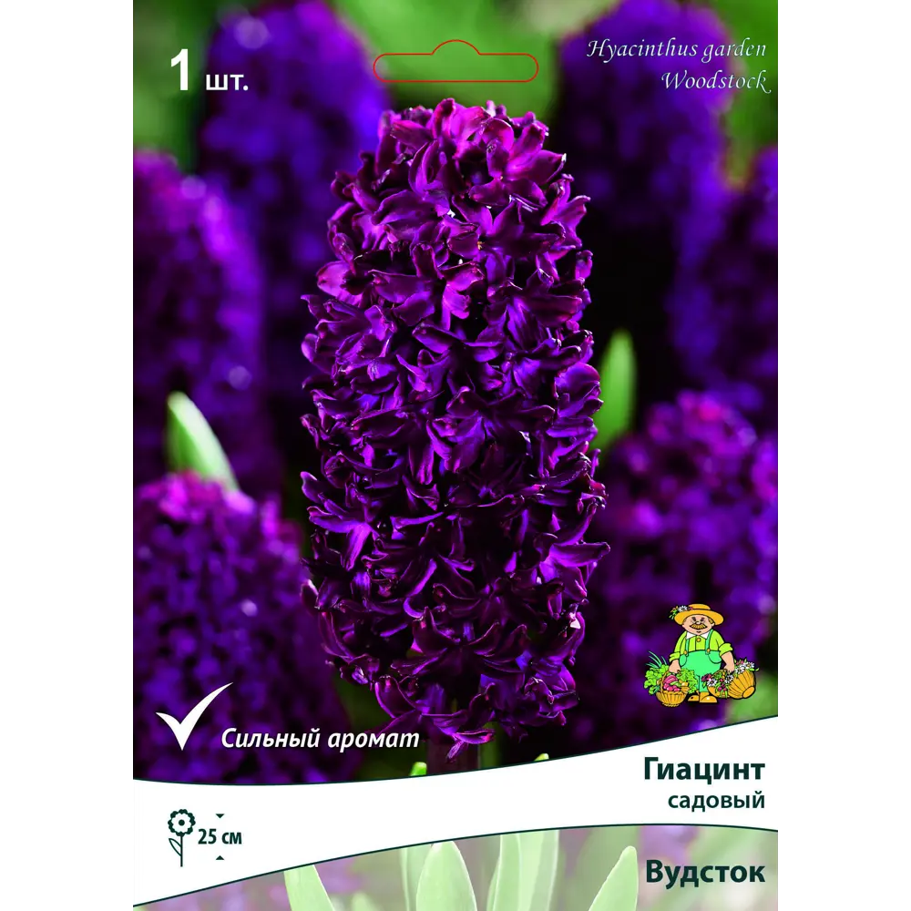 Гиацинт садовый «Вудсток» размер луковицы 10/11 Santreyd STLM-2108342