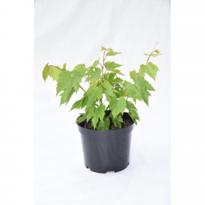 82585390 Виноград плодовый «Надежда АЗОС» 17.5x40 см