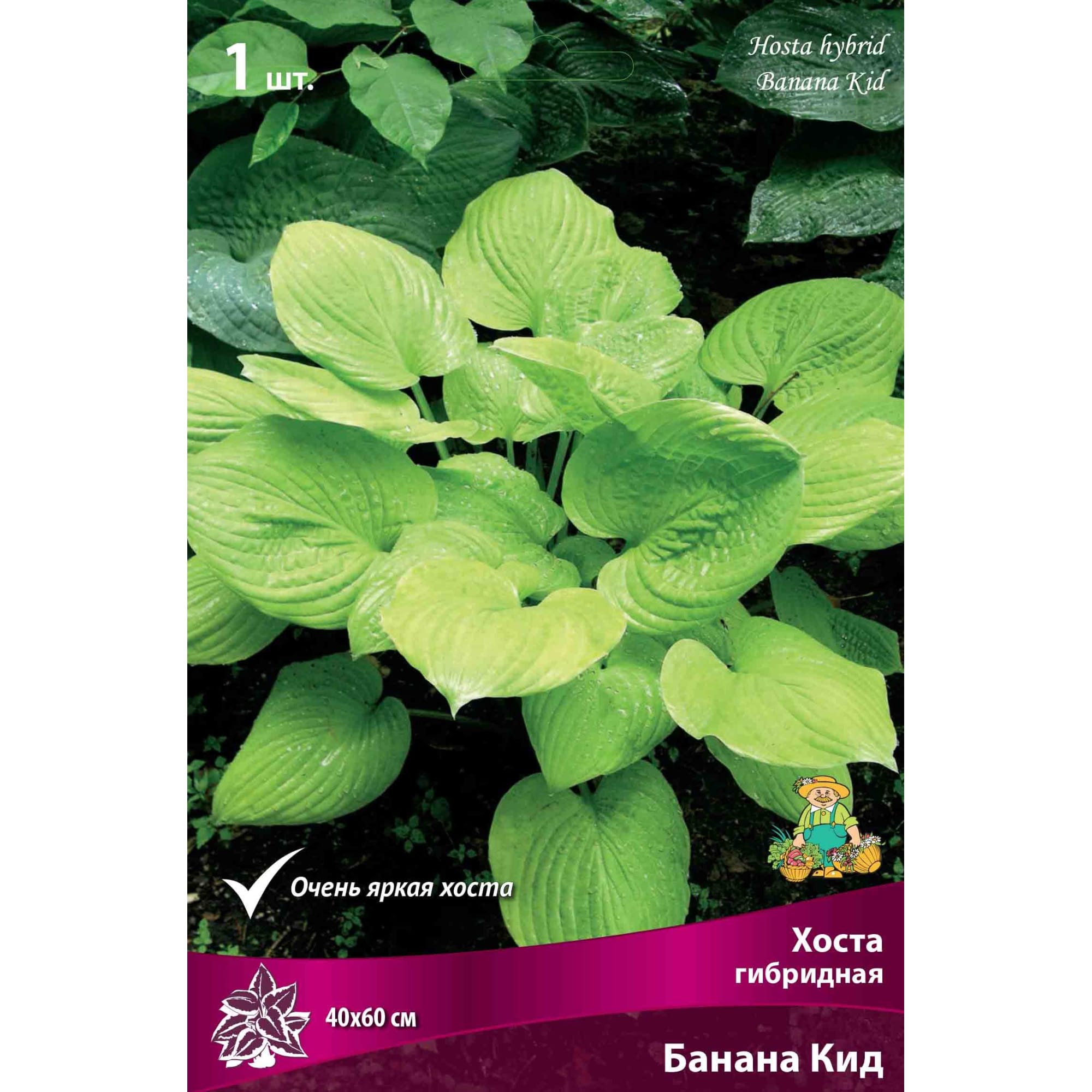 82661839 Хоста гибридная «Банана Кид» разбор I Santreyd 