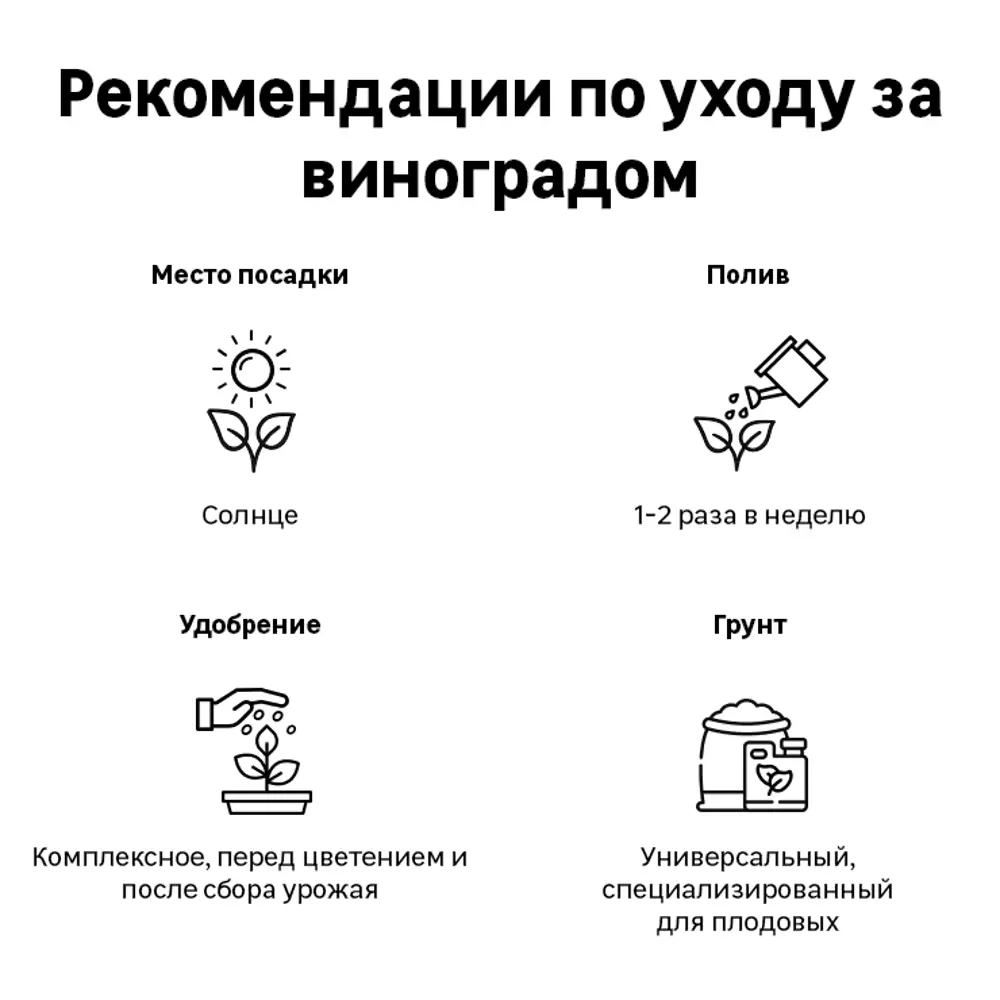 Виноград декоративный в коробке 17496874 STLM-2012546 Santreyd  - Вид №3