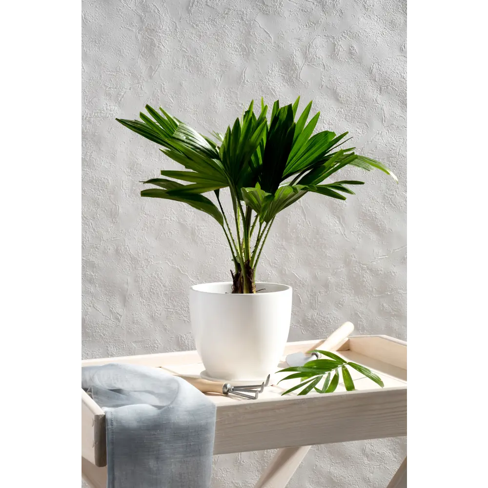 Керамический горшок Santreyd с поддоном «Колор Гейм» для комнатных растений 18875534 STLM-0013331 - Вид №3