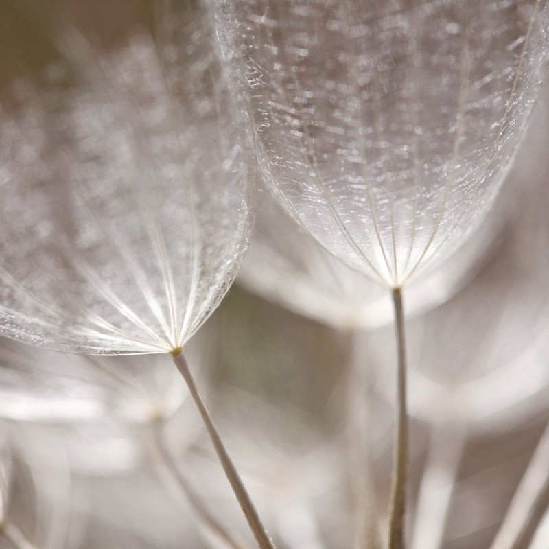 0476/CX38 Картина 0476 Adriani e Rossi  - Вид №3