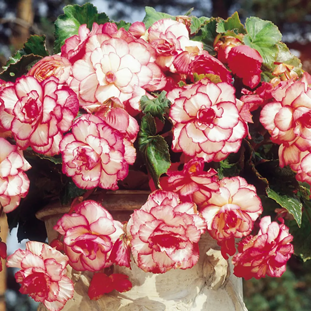 Бегония «marg. White/Red», 4х5 см GEOLIA STLM-2171440