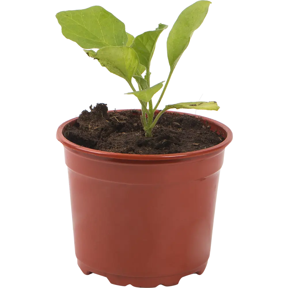 Баклажан 12x10 см Santreyd STLM-2189901 - Вид №2