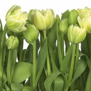 8-900-Tulips Фотообои Komar Imagine Edition 2 254х368 м