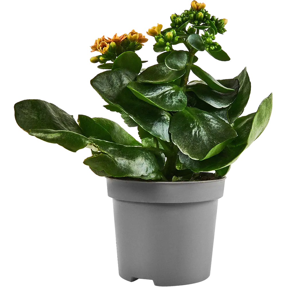 Santreyd Каланхое Дабл Квин Дженетик - цветущее совершенство в горшке 86749975 STLM-1483572 - Вид №2