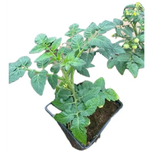 Томат Черри ø17 h20 см