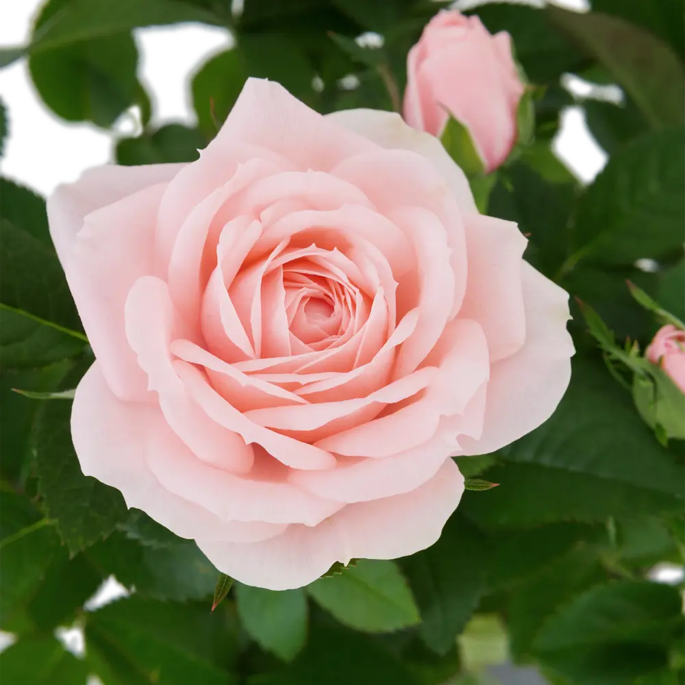 Santreyd Роза Кордана микс - миниатюрное украшение для дома и сада 82895031 STLM-0037686 - Вид №4