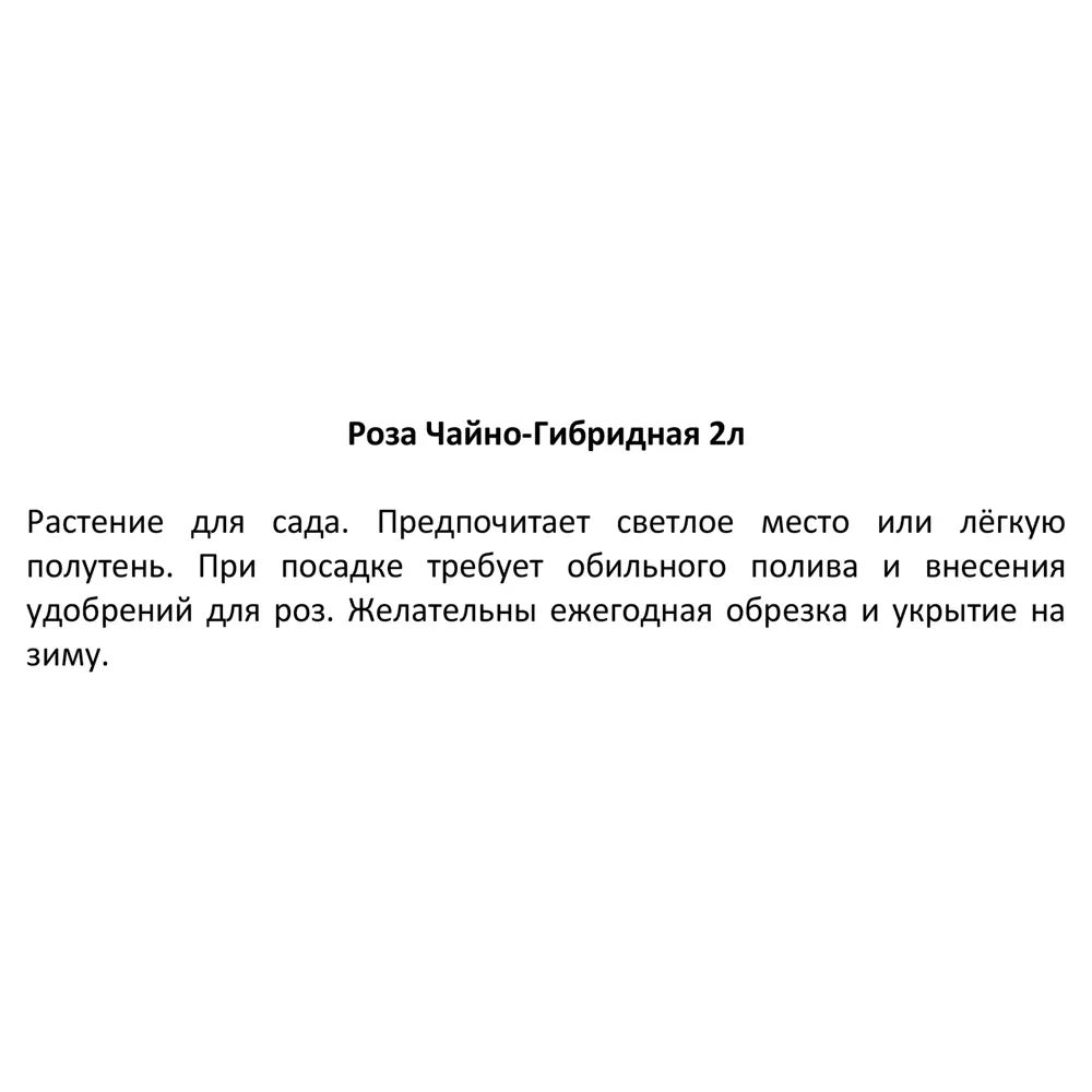 Саженец Роза чайно-гибридная ø12 h30 см Цветочный альянс 84721373 STLM-2088070 Santreyd  - Вид №3