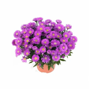 Астра ø17 h35 см 83248254 STLM-2042986