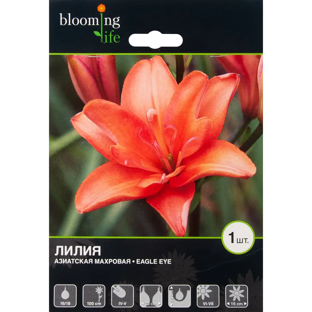 Лилия азиатская махровая «Игл Ай» 82539377 STLM-2157574 BLOOMING LIFE 