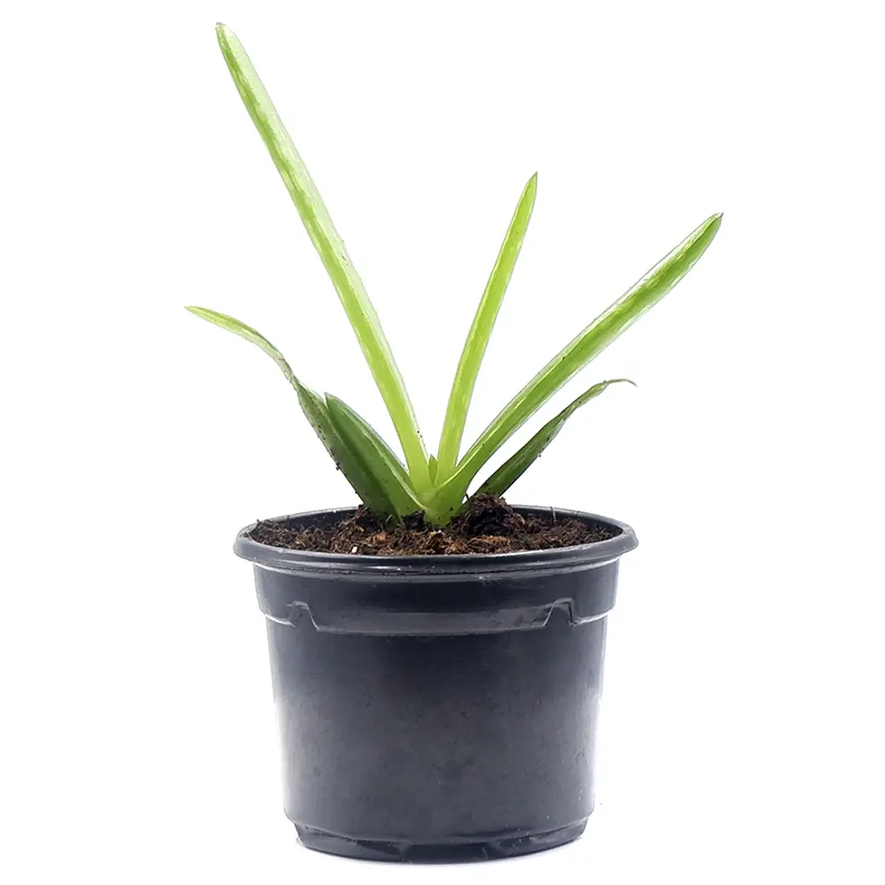 Алоэ комнатное в горшке ø7 см 89437860 Santreyd STLM-1582744