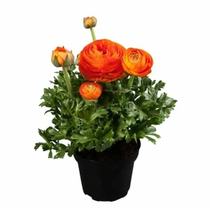 Ранункулюс ø12 h25 см 83248452 STLM-2186451