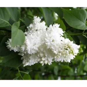 Сирень Моник Лемуан ø22.5 см h20-40 см 85087643 STLM-2000514