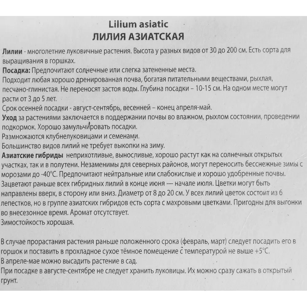 Лилия азиатская Куритиба 85205797 STLM-2092551 ПОИСК  - Вид №2