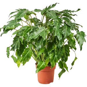 Филодендрон Ксанаду 21x50 см 82892075 STLM-2142741