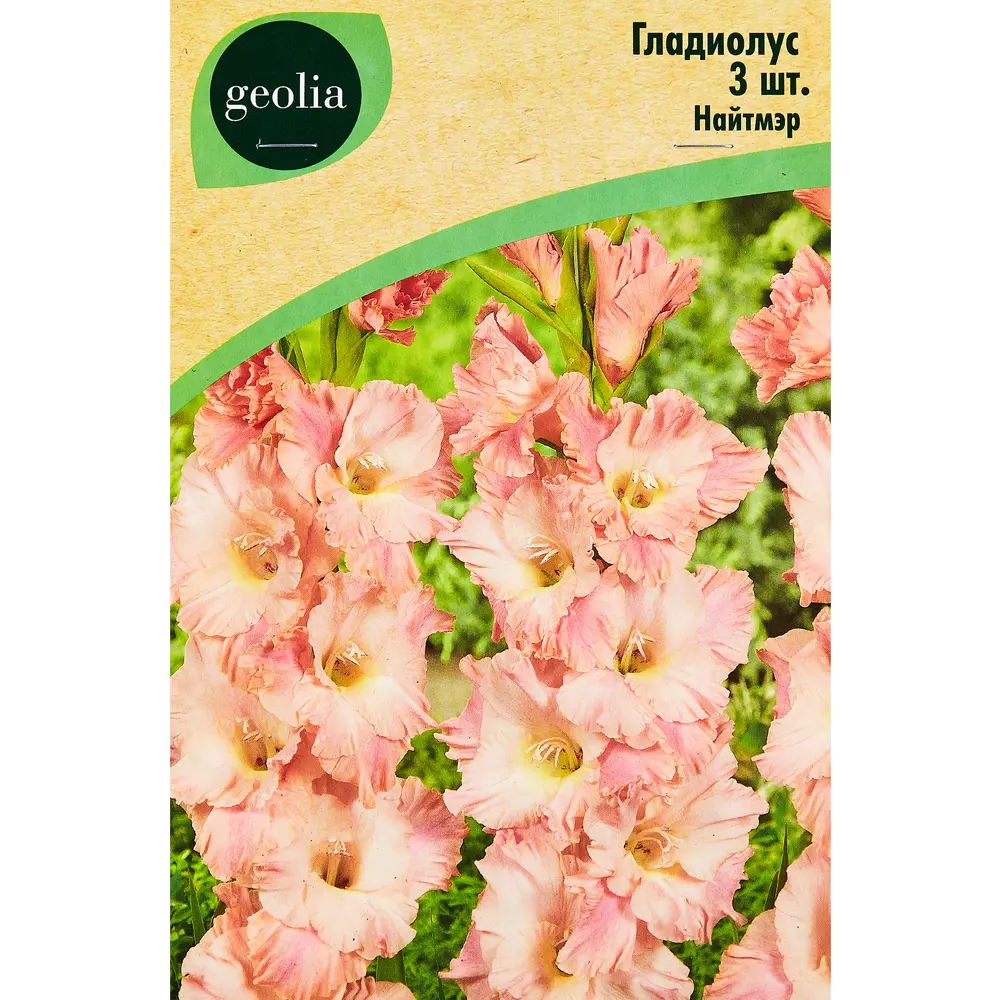 Гладиолус Найтмэр, 3 шт. 89349345 STLM-2085671 GEOLIA 