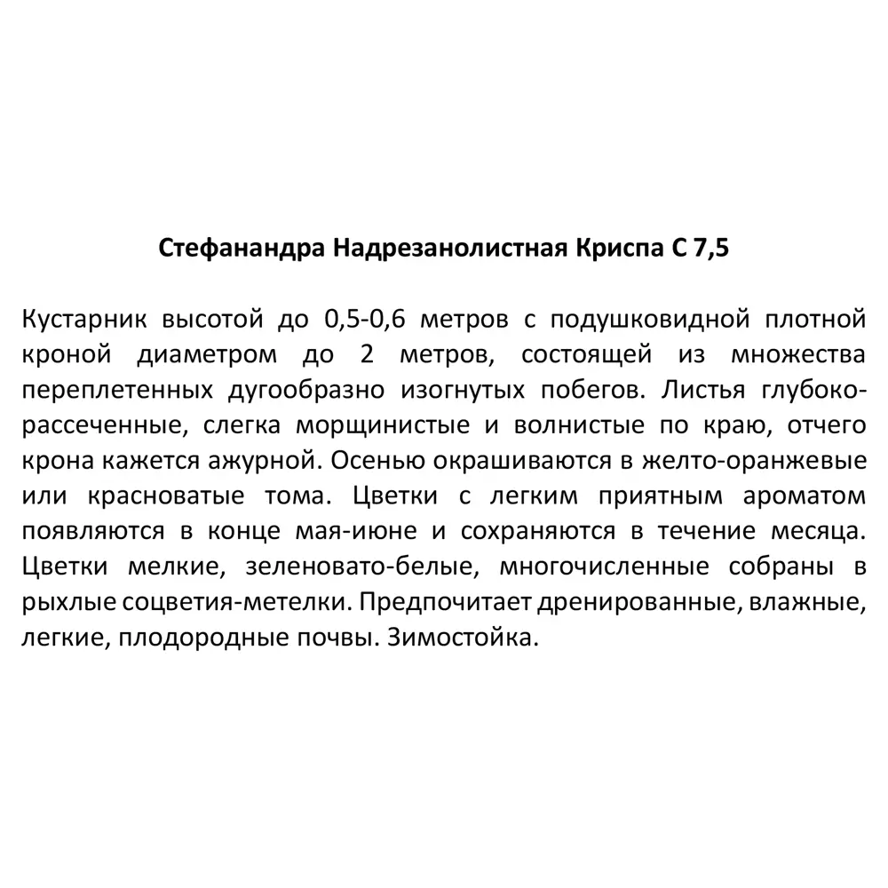 Стефандра Надрезанолистная Криспа D30 см 60 см 84815573 STLM-2190151 Santreyd  - Вид №2