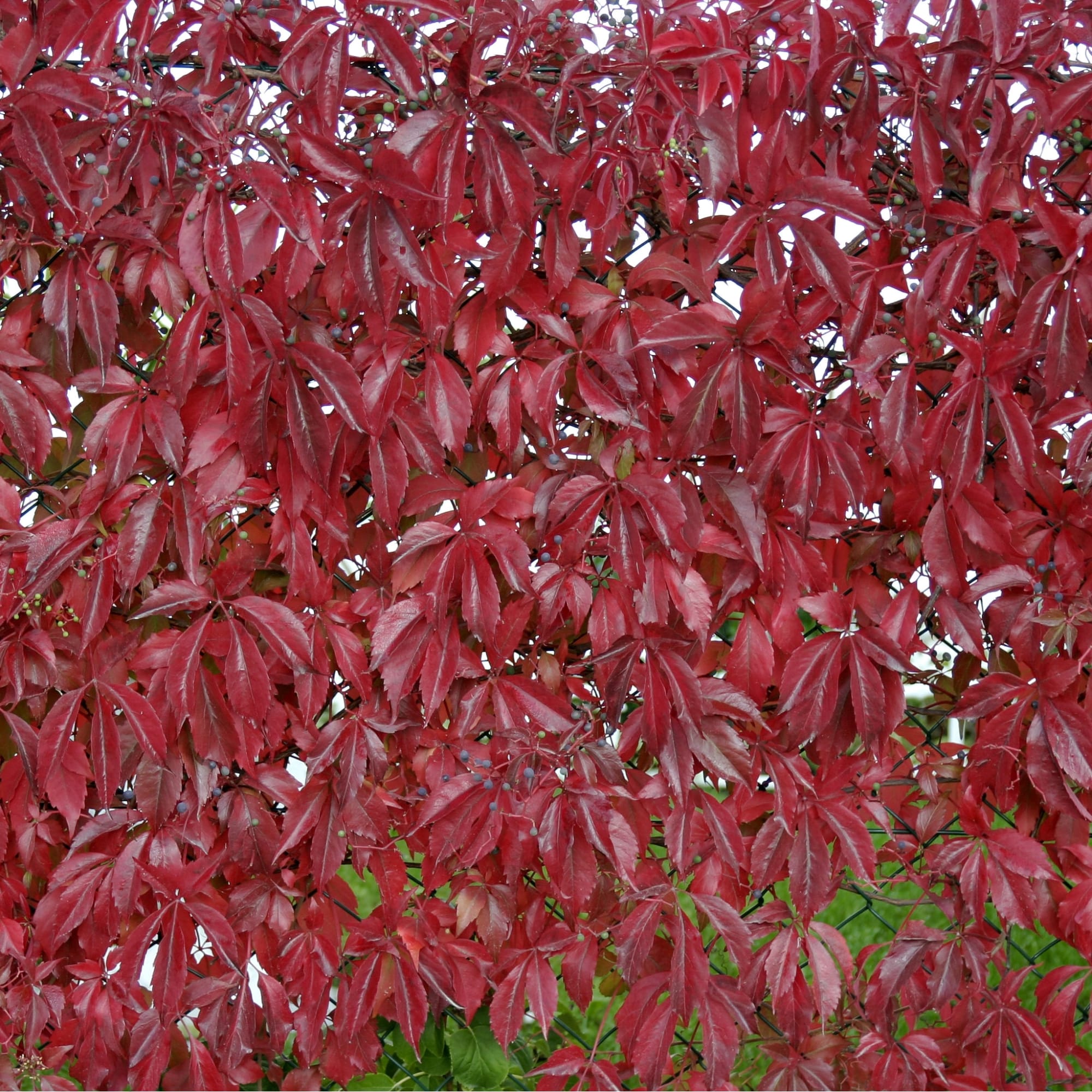 82585380 Виноград пятилисточковый 15x30 см Santreyd 