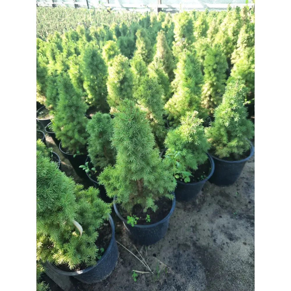 Ель натуральная Коника h20 - 30 см 89340363 STLM-2018538 Santreyd 