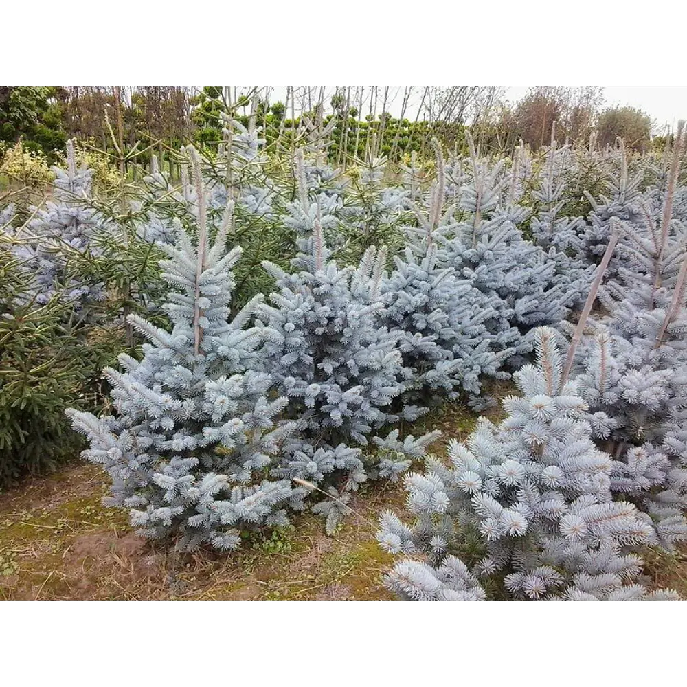 Ель колючая Хупси ø22 h55 см 84834197 STLM-2023081 PLANTMARKET 