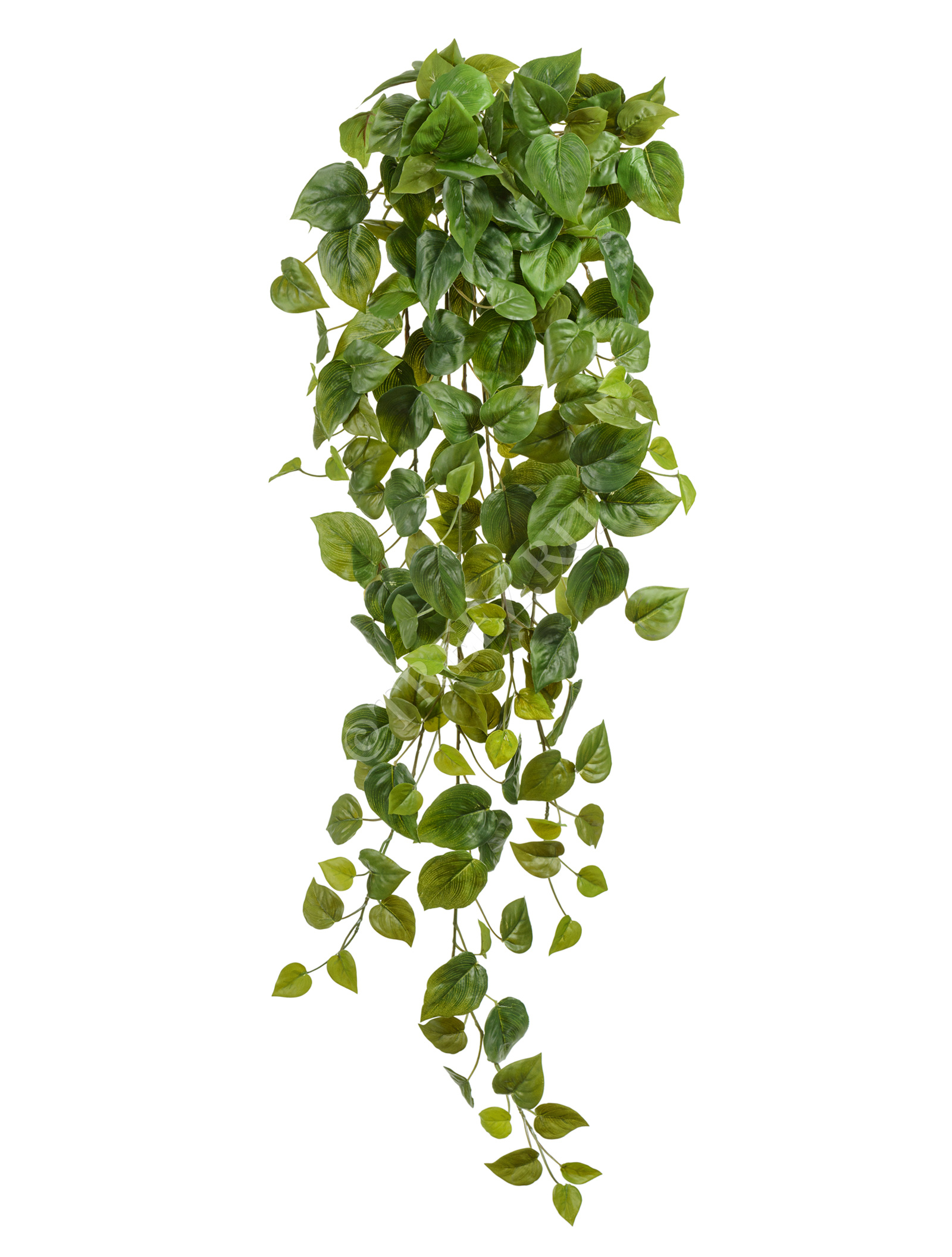 20.05200265N-M Филодендрон Сканденс ампельный Цветочная коллекция  - Вид №2