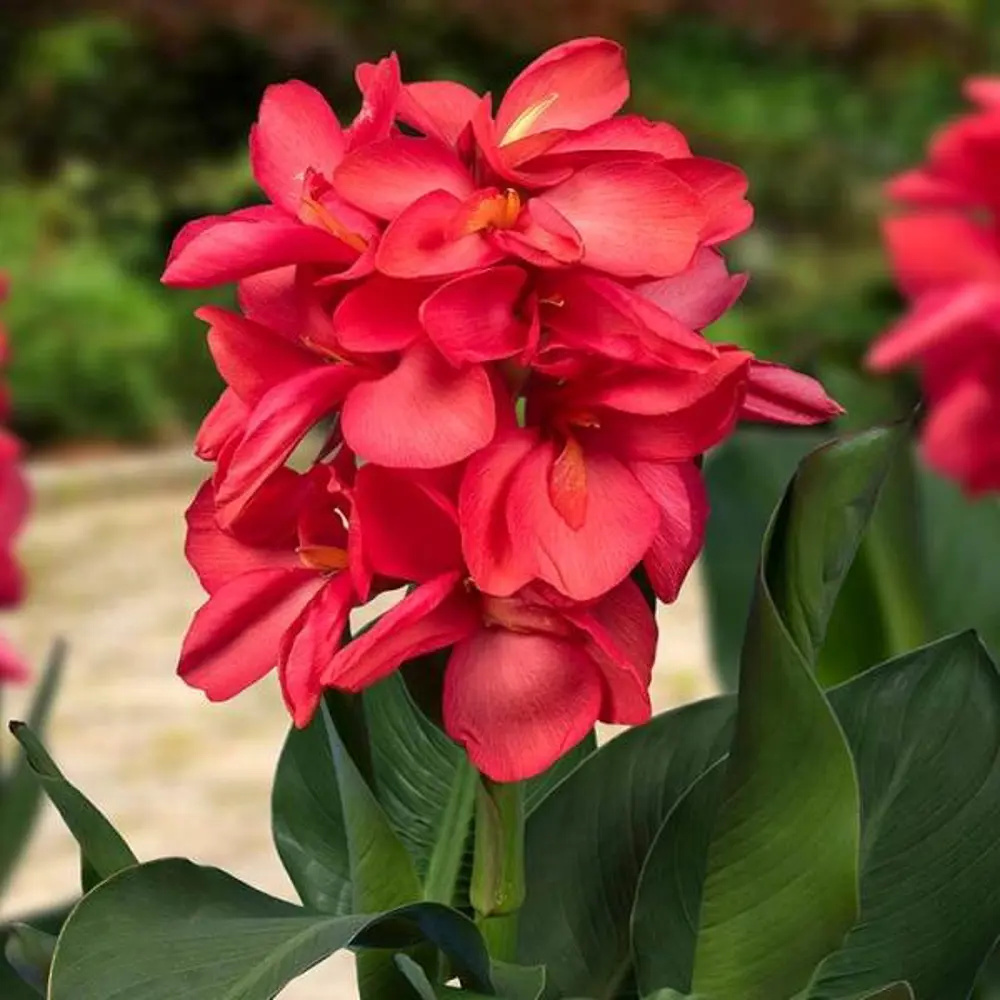 Канна соль Хеппи Изабель 1 шт. 83628531 STLM-2099783 BLOOMING LIFE 