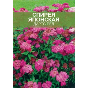 Спирея японская Дартс Ред ø15 h35 см 85670452 STLM-2200313