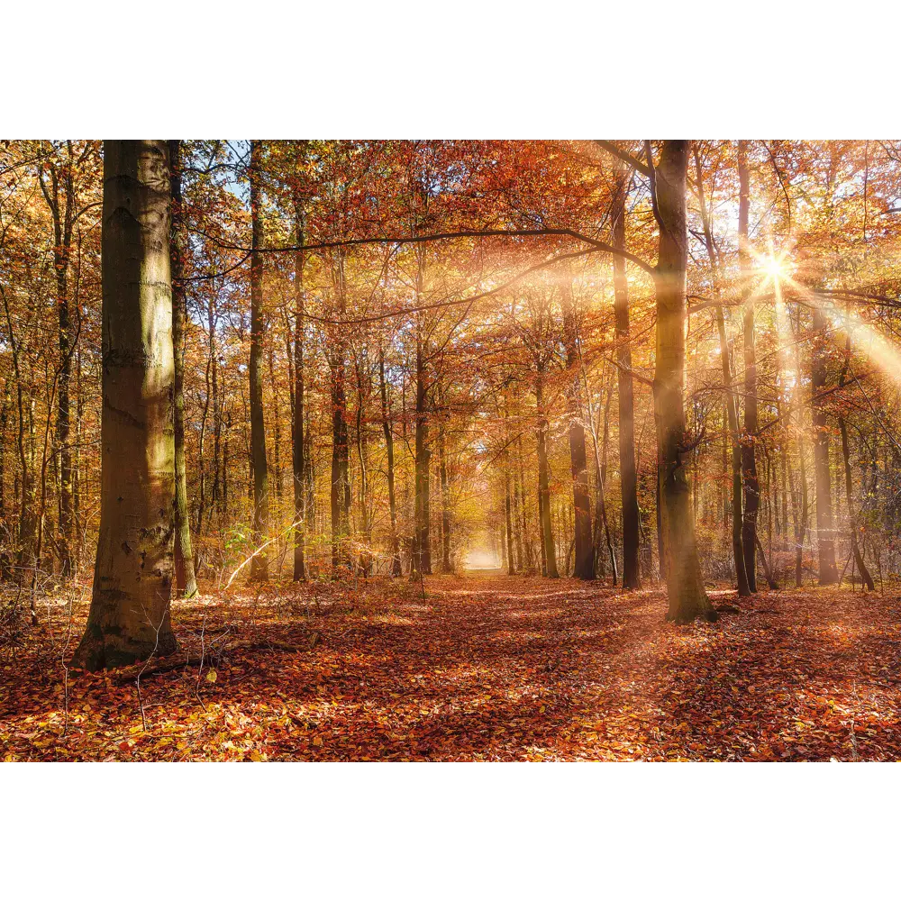 Фотообои «Золотой рассвет», бумажные, 368x254 см, 8-997 Komar STLM-2118460