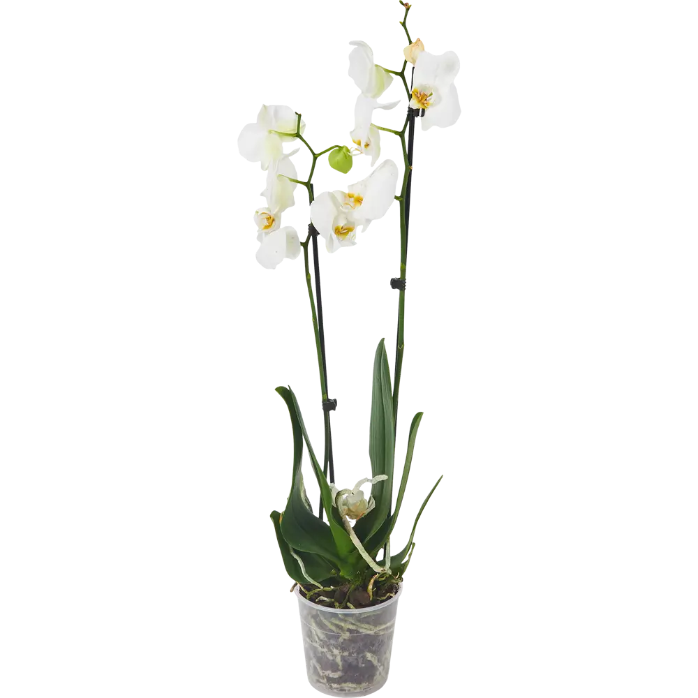 Santreyd Фаленопсис — изящная орхидея с двумя цветоносами 86749969 STLM-0071221 - Вид №1