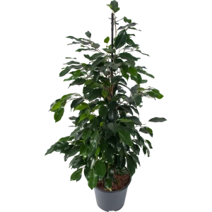 Фикус бенджамина Даниэль 21x100 см 82565144 STLM-2159189
