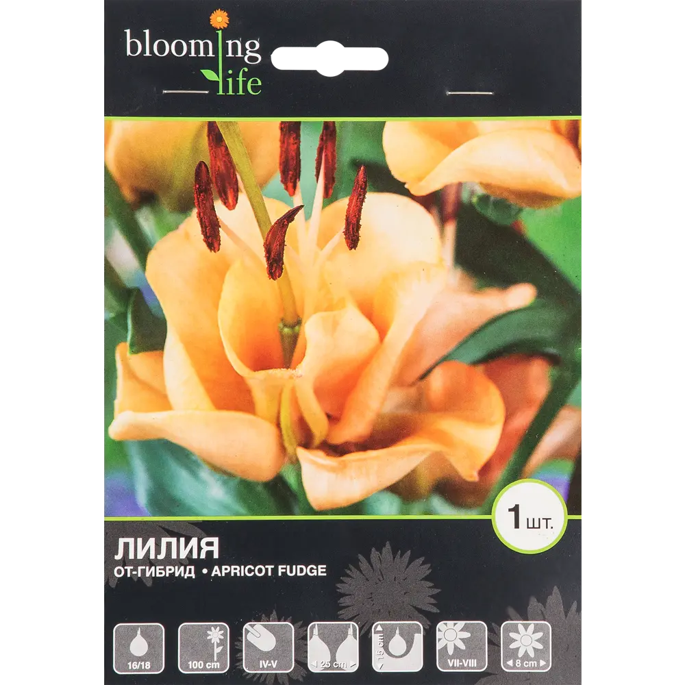 Лилия ОТ-гибрид «Эприкот Фьюдж» 82539389 STLM-2061916 BLOOMING LIFE 