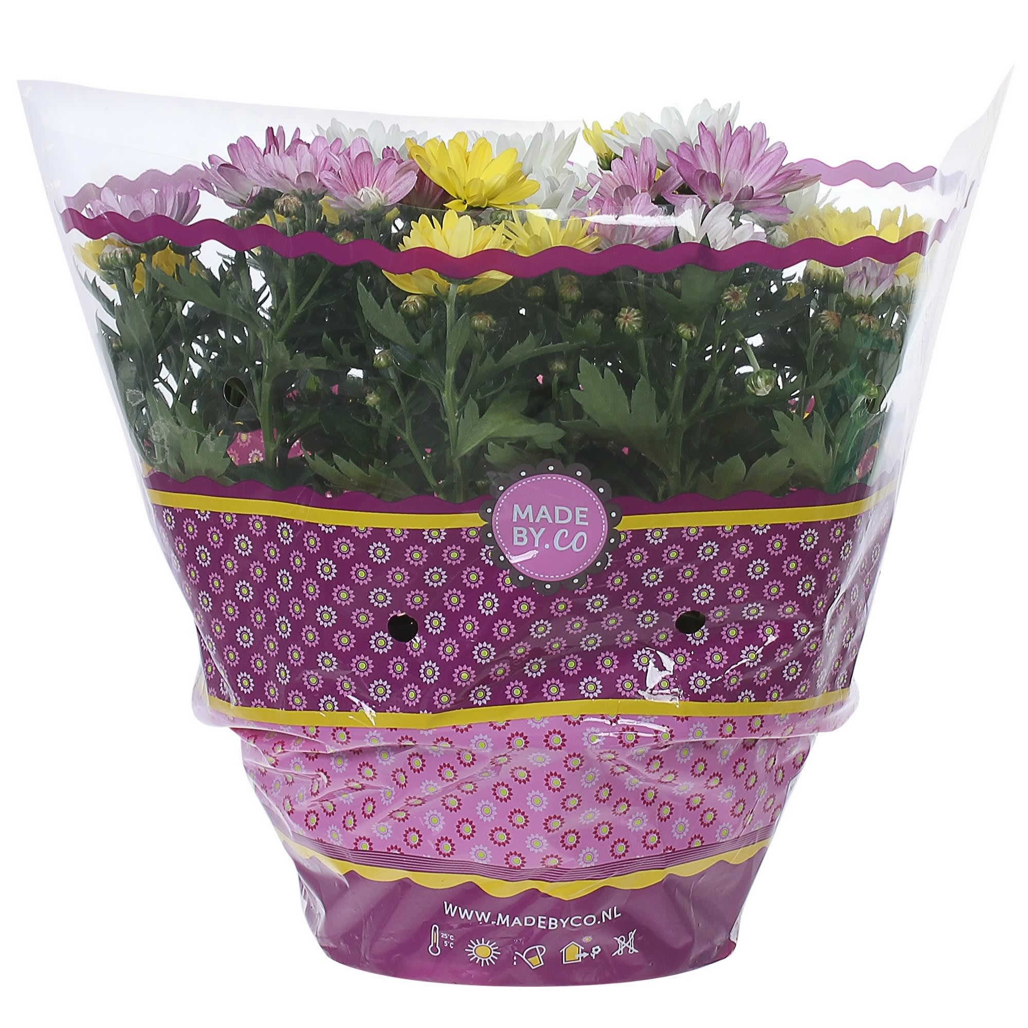 17699073 Хризантема микс Santreyd  - Вид №2